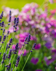 Fototapeta premium Lavender flowers blooming