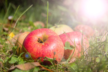 &Auml;pfel auf Obstwiese