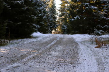 road in forest