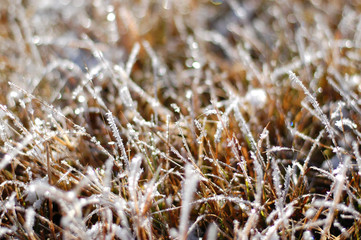 Fototapeta premium frost winter grass