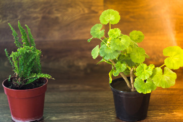 Plants in a pot on a dark background