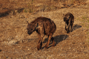 The spotted hyena (Crocuta crocuta), also known as the laughing hyena