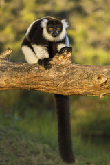 Lemur in their natural habitat, Madagascar.
