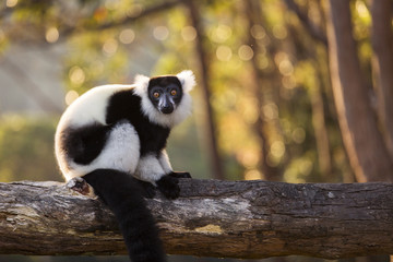 Lemur in their natural habitat, Madagascar.