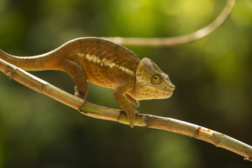 Closeup of a cameleon in his natural habitat, Madagascar.