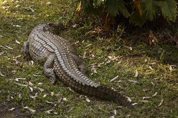 Portrait Madagascar Crocodile, Crocodylus niloticus madagascariensis, Madagascar