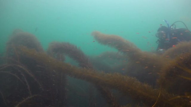 Увлекательные подводные погружения в подводных садах ламинарий близ Калифорнии.