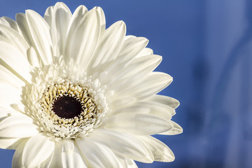 Gerbera isolated on blue background