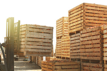 Wooden crates with freshly harvested onion and carrot