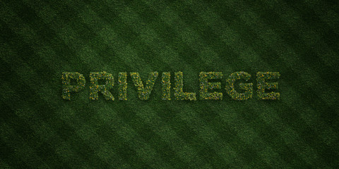 PRIVILEGE - fresh Grass letters with flowers and dandelions - 3D rendered royalty free stock image. Can be used for online banner ads and direct mailers..