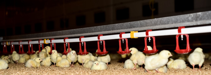 Hänchenmast - junge Küken in einer modernen Mastanlage, Tränkeschalen