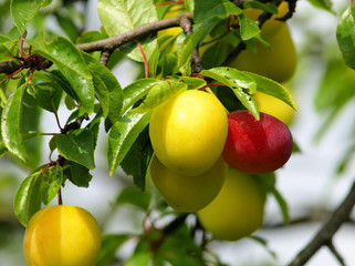 fruit of plum on tree