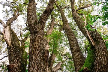 Old big tree in park