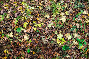Human legs on leaves background, top view
