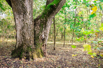 Fototapeta premium Old big tree in park