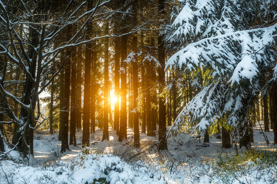 Fototapeta neige sur les forets en ardennes - belgique