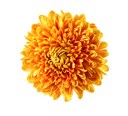 Beautiful orange chrysanthemum isolated on white