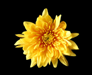 Yellow daisy flower on black background