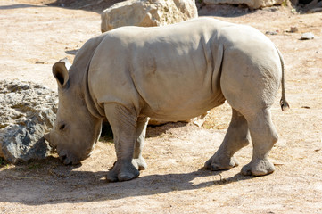 Fototapeta premium Beautiful baby rhino