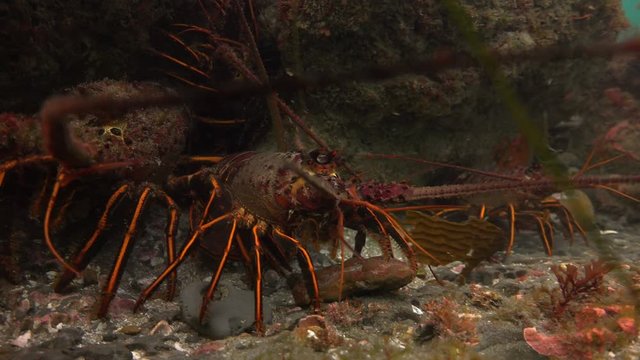Лобстеры. Увлекательные подводные погружения в подводных садах ламинарий близ Калифорнии.