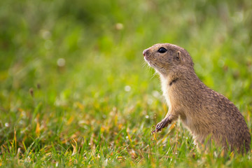 Naklejka na ściany i meble Ground Squirrel Looking Around on Meadow