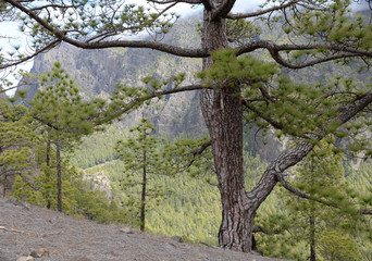 Kanarische Kiefer auf La Palma