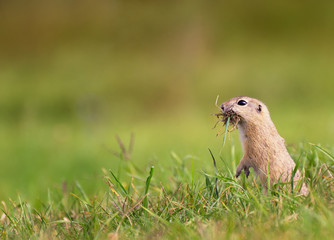Naklejka na ściany i meble Ground Squirrel with Mouth Full of Grass on The Meadow