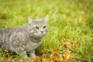 Naklejka na ściany i meble Beautiful fluffy cat sitting on green grass