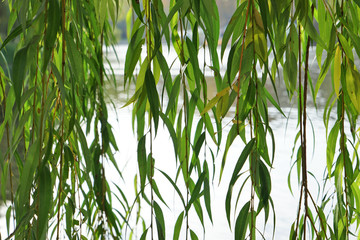 Branches of weeping willow near lake in beautiful park © Africa Studio