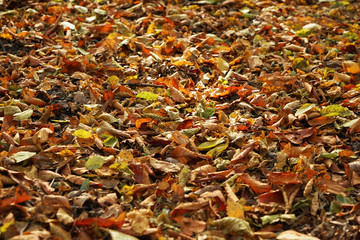 Close up view of fallen leaves in autumn park
