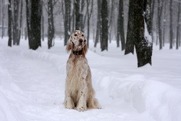 Bright white and orange spotty big dog of hunting breed sitting in the snowy city park in winter...