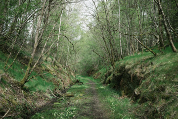 Einsamer Weg im Schottischen Wald