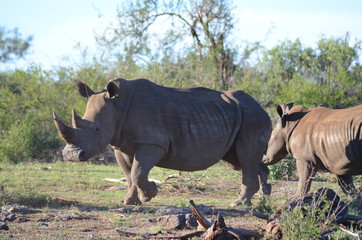 Fototapeta premium nashorn