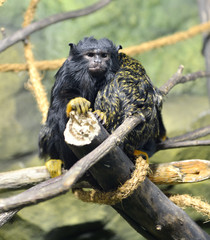 Red-handed tamarin (Saguinus midas)