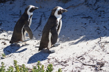 pinguin pärchen südafrika
