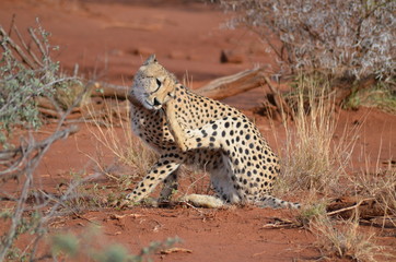 Gepard