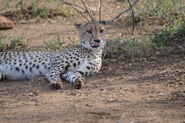 Gepard
