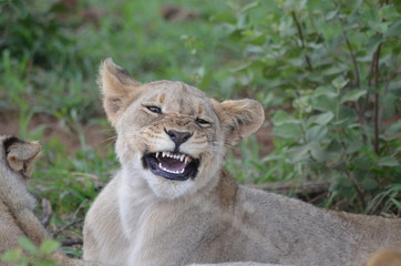 Naklejka premium löwe jung