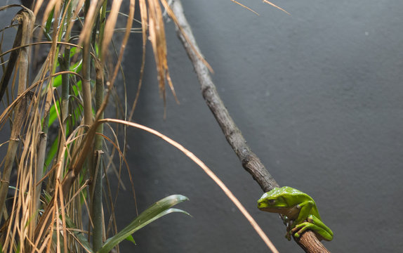 Waxy Monkey Tree Frog