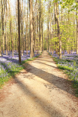 walking path in sunny flowering forest