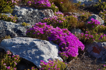 steingartengew&auml;chs