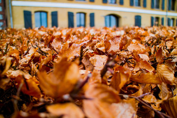 Fallen dried orange leaves in Copenhagen, February 2016