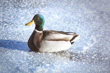 Duck near frozen lake on winter day