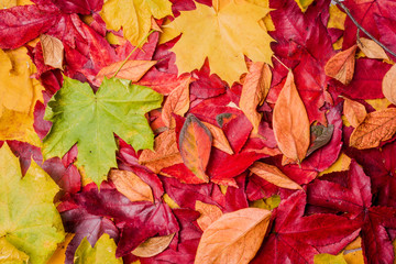 Fototapeta premium background of autumn leaves. Autumn background