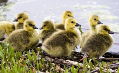 New generation of Canadian geese