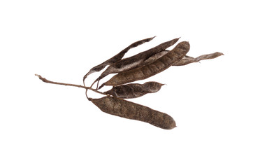 branch with thorns and acacia tree seeds on a white background
