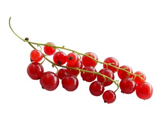 cluster of currant fruits