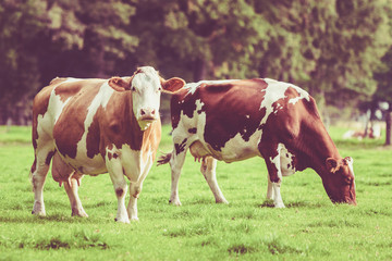 Herd of cows at summer green field. Vintage style