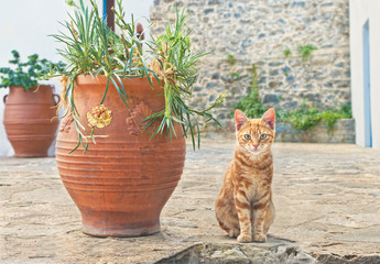 cat sitting next to flower pot