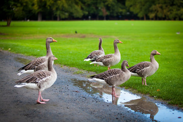 geese on green meadow.  geese and goose. Group of gray geese